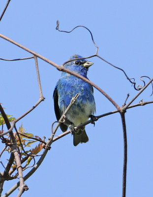 Indigo Bunting (1st Year Male)