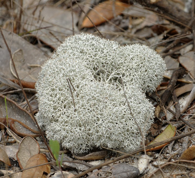 Moss or Liverwort?