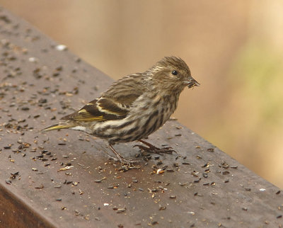 Adult Female