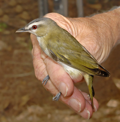 Red-eyed Vireo 