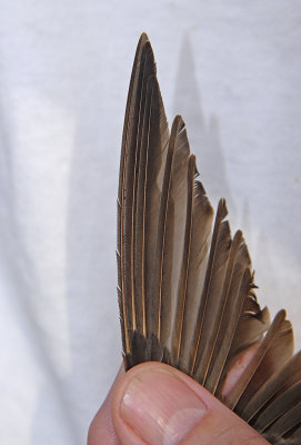 Northern-Rough-winged Swallow Wing Structure 