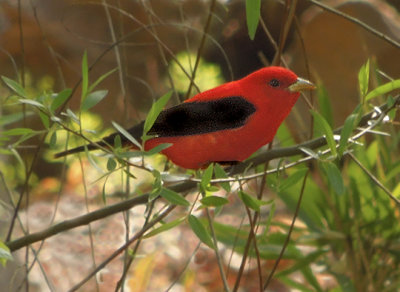 Scarlet Tanager Adult Male*