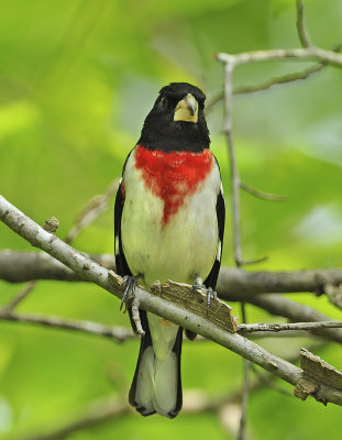 Breeding Male