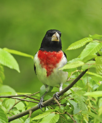 Rose-breasted Grosbeak