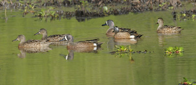 Blue-winged Teal 