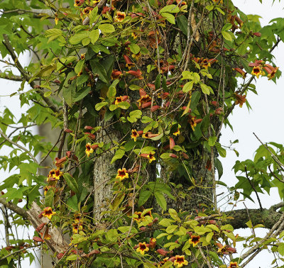 Trumpet Creeper 