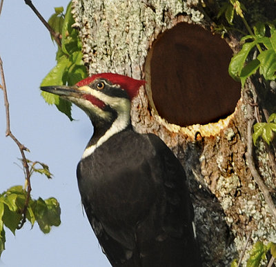 Pileated Woodpecker Nesting Cavity