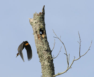 Adult