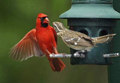 Female encountering Male Northern Cardinal