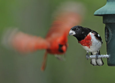 Male encountering Male Northern Cardinal