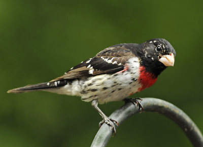 Molting Male Rose-breasted Grosbeaks