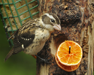 Female and Oranges