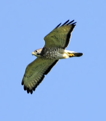 Broad-winged Hawk 