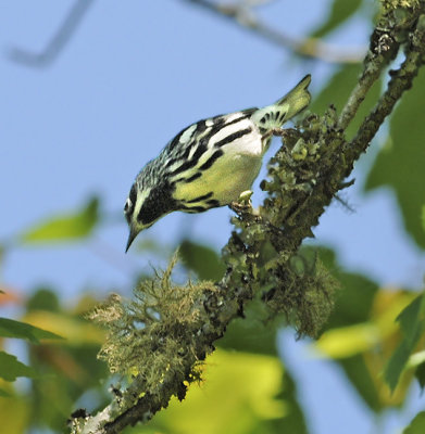 Male