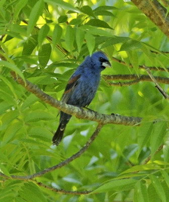 Breeding Male