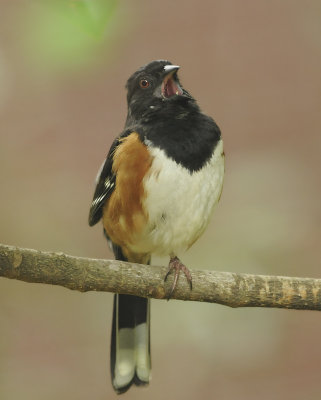 Eastern and Spotted Towhees