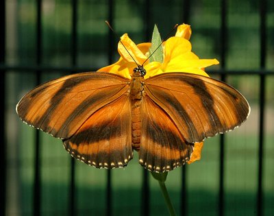 Banded Orange