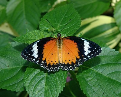 Leopard Lacewing