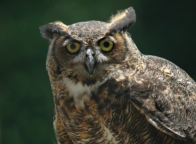 Great-horned Owl (Captive)