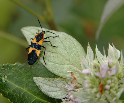 Large Milkweed Bug