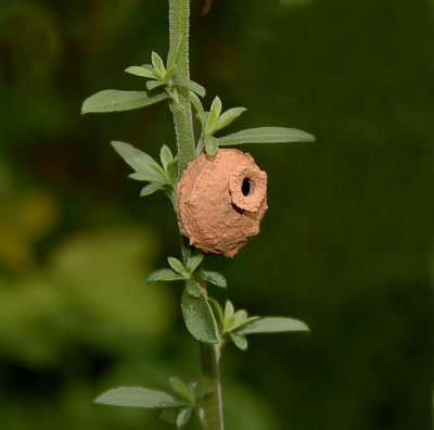 Potter Wasp's Nest