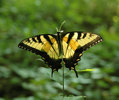 Eastern Tiger Swallowtail (Male)