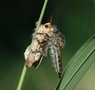 Robber Fly