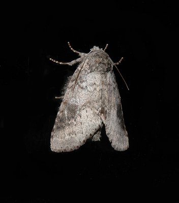 Variable Oakleaf Moth (7998)