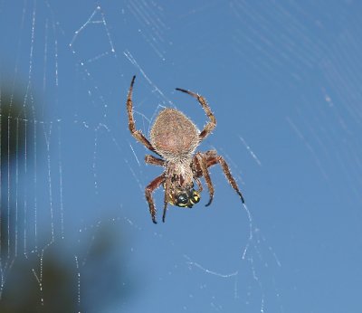 Neoscona crucifera