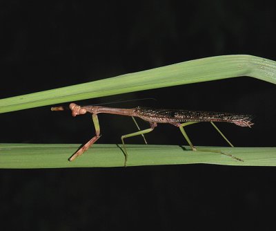 Carolina Mantid