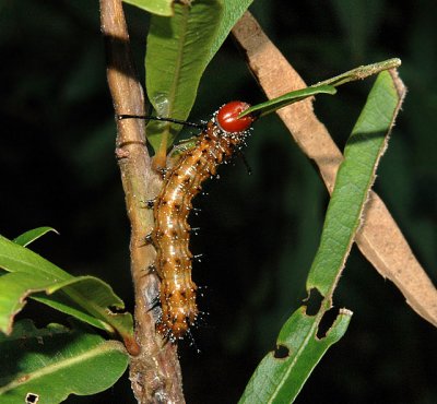 Unidentified Caterpillar