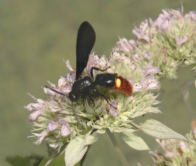 Blue-winged Wasp