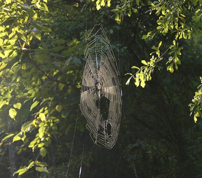 Web of Orb Weaver Spider