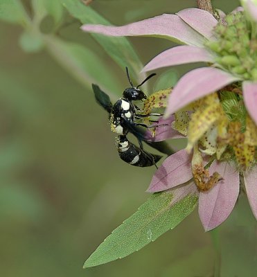 Mason Wasp