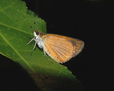 Least Skipper