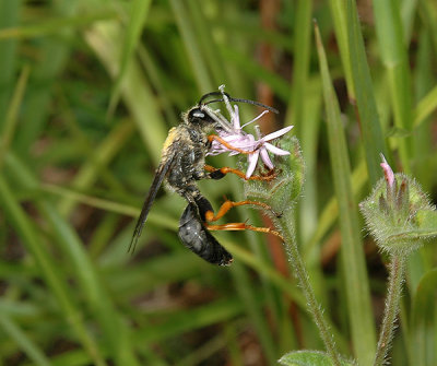 Katydid Wasp