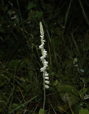 Little Ladies Tresses