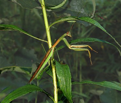 Chinese Mantid