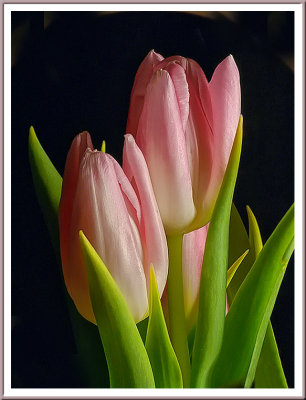 February 20 - Tulips
