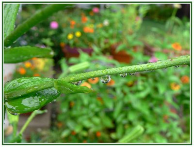 August 24 - Rainy Garden