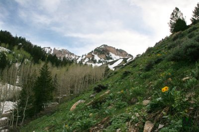 Deseret Peak with Arnica