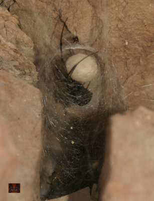 Black Widow Family - Mom, Egg Sack, Baby and Male