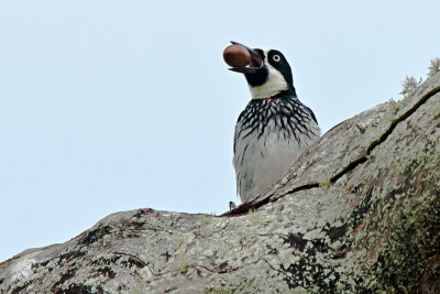 acorn-woodpecker-male