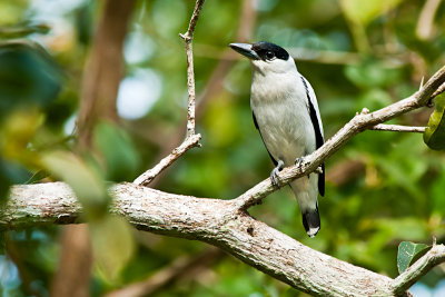 black-crowned-Tityra-male