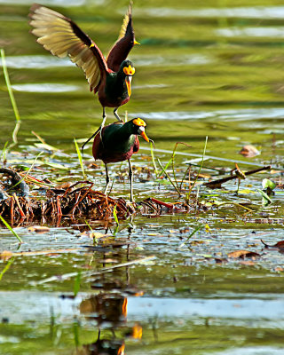 northern-Jacana