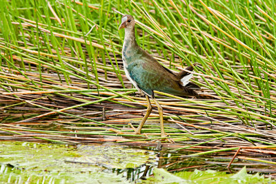 Purple-Gallinule-juvenile