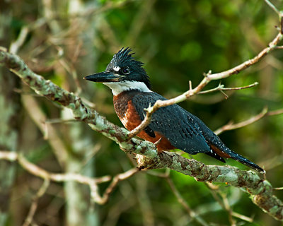 ringed-kingfisher-female