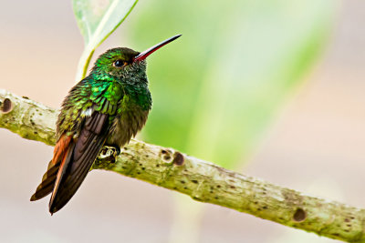 ruffus-hummingbird