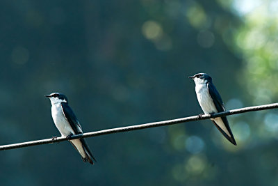 Tree-swallow