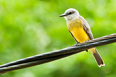 tropical-kingbird